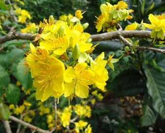 越南黃梅花常見問題 越南黃梅花常見問題