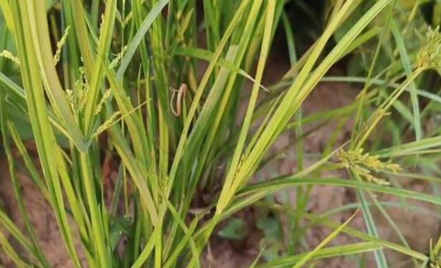 莎草功效 莎草功效