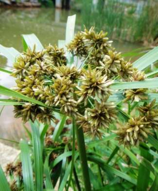 莎草香氣 莎草香氣