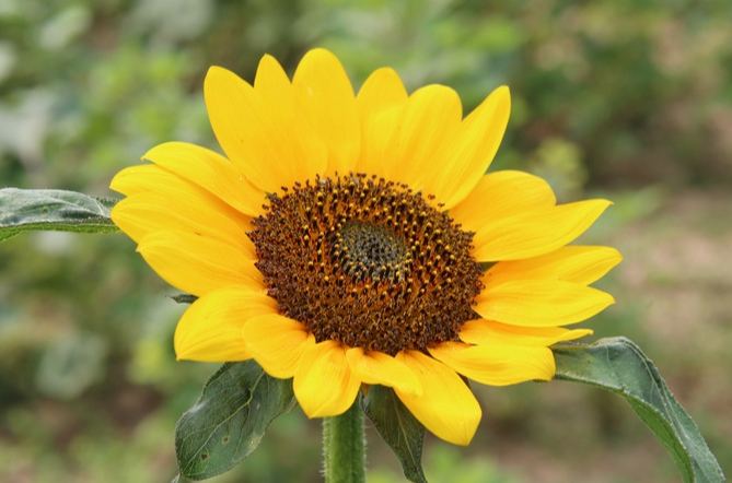 向日葵品種花瓣