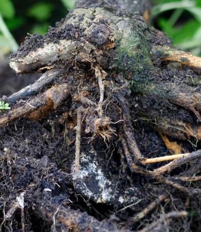 植物根部病害