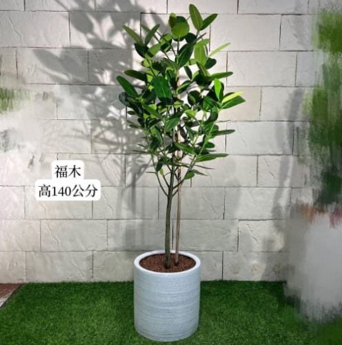 福木澆水頻率 福木澆水頻率