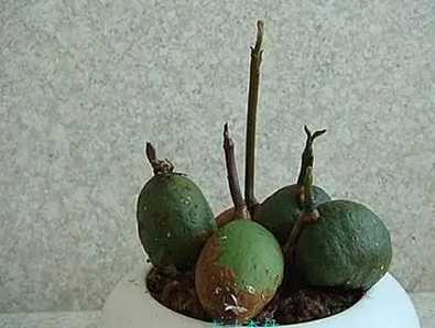 福木種子處理方法 福木種子處理方法