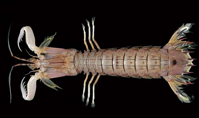 蝦蛄與蝦的區別 蝦蛄與蝦的區別