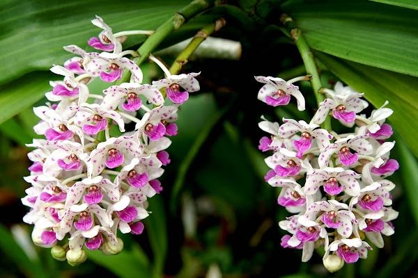 蘭花授粉方法 蘭花授粉方法