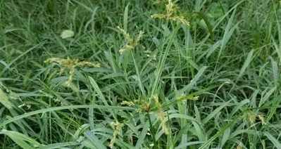 碎米莎草防治 碎米莎草防治