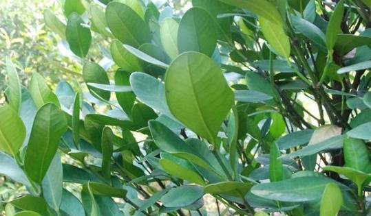 福木果實怎麼吃