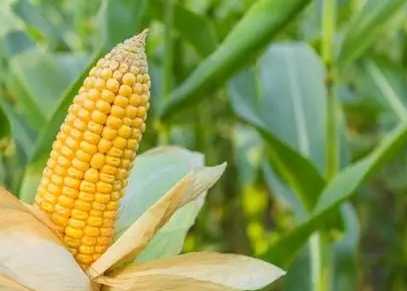 玉米營養價值