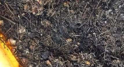 自製堆肥發霉原因