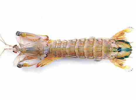 瀨尿蝦攻擊 定義