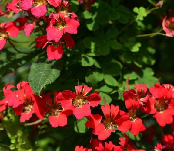 旱金蓮照顧秘訣 旱金蓮照顧秘訣