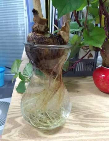 水培植物根部健康