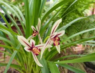 蘭花養護技巧 蘭花養護技巧