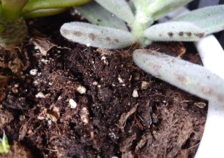 白點處理方法 白點處理方法