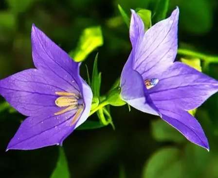 桔梗花養護技巧