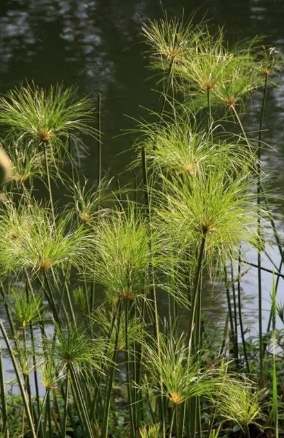 莎草香氣 莎草香氣