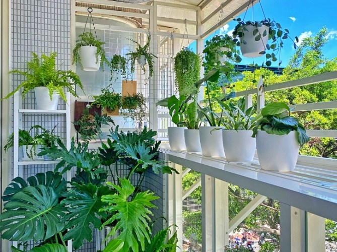 室內植物種植 室內植物種植