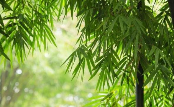 竹子特徵 竹子特徵