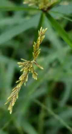 碎米莎草識別 碎米莎草識別