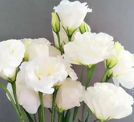 洋桔梗顏色代表