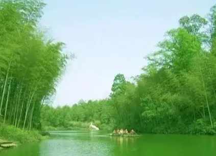 竹子分類 竹子分類