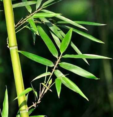 竹子種類