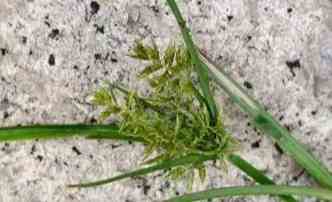 碎米莎草防治 碎米莎草防治