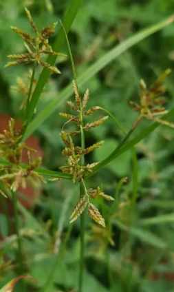 碎米莎草識別 碎米莎草識別