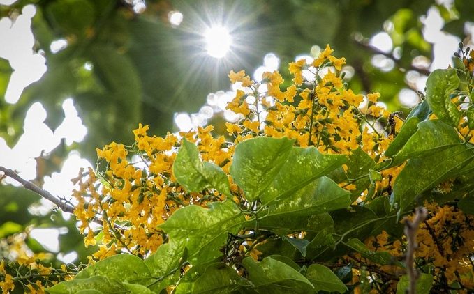 紫檀花栽培 紫檀花栽培