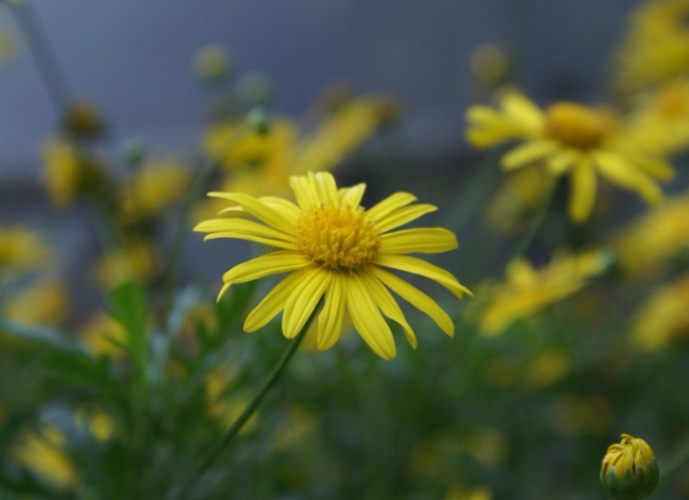 菊花種類辨識 菊花種類辨識