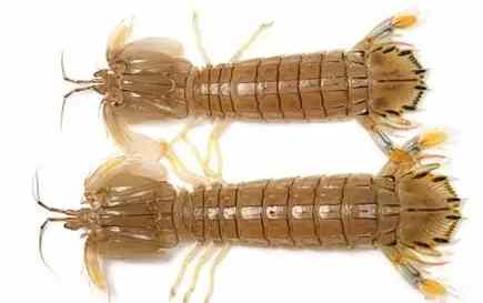 蝦蛄分類 蝦蛄分類