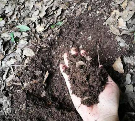 自製堆肥發霉原因