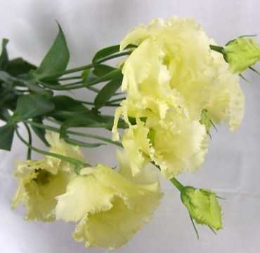 黃色洋桔梗寓意 黃色洋桔梗寓意