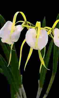 蘭花開花方法 蘭花開花方法