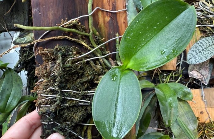 斷頭蝴蝶蘭處理