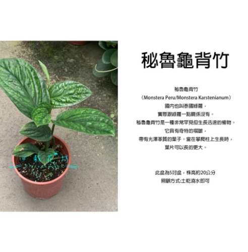 瑪麗安植物養護 瑪麗安植物養護