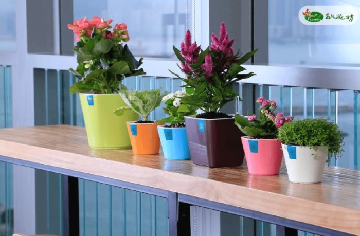 辦公室植物推薦 辦公室植物推薦