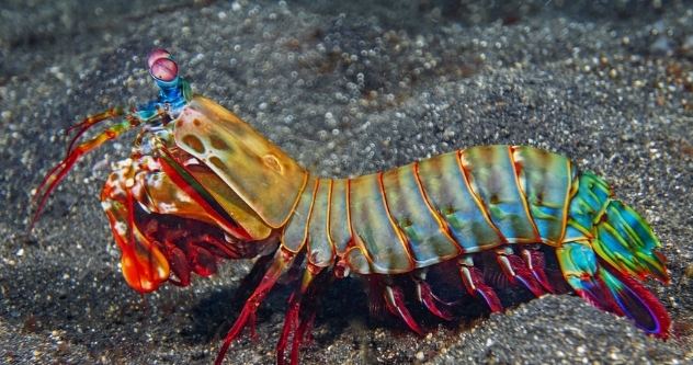 螳螂虾养殖技巧