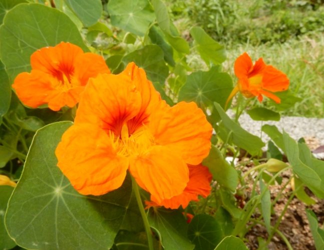 盆栽養護技巧 盆栽養護技巧