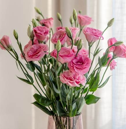 粉色桔梗花語 粉色桔梗花語