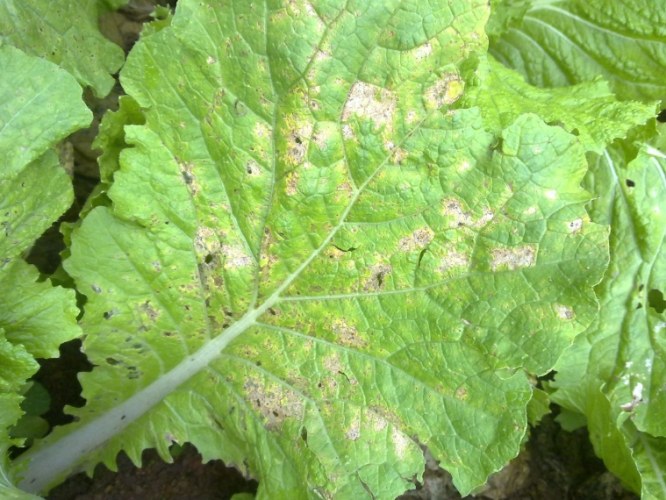 植物霉菌防治 植物霉菌防治