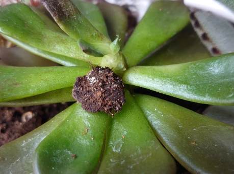 土壤白點原因 土壤白點原因