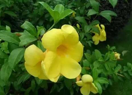 花卉種植 花卉種植