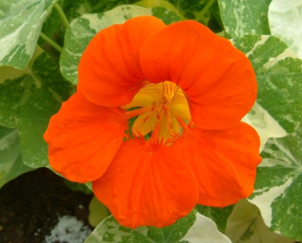 金蓮花茶泡法 金蓮花茶泡法