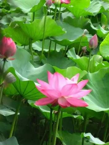 越南荷花種植 越南荷花種植