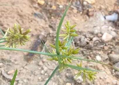 碎米莎草防治 碎米莎草防治