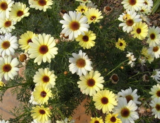 黃菊花健康益處