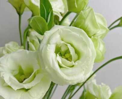 洋桔梗花語綠色 洋桔梗花語綠色