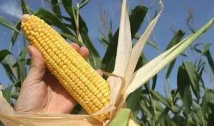 玉米果實種子 玉米果實種子