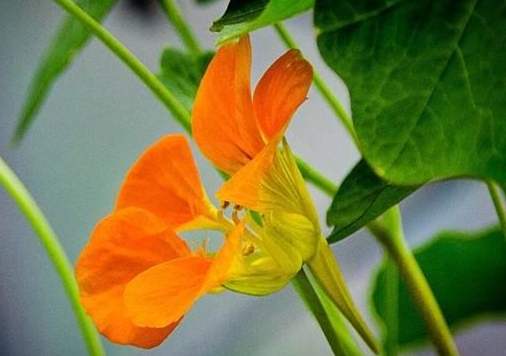 旱金蓮扦插技巧 旱金蓮扦插技巧